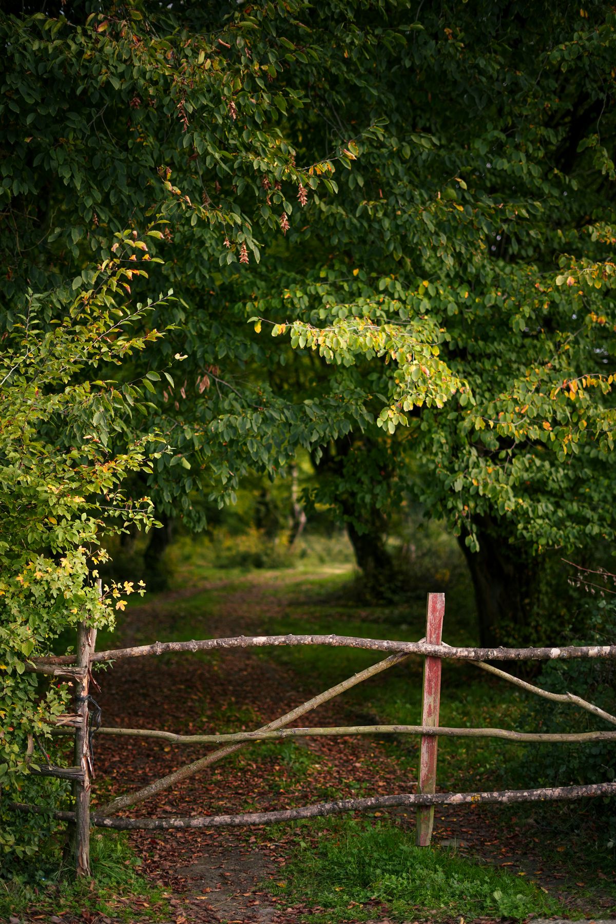 Wooden rail fence beside a wooded trail